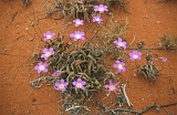 712_Outbackflora (het heeft geregend!)